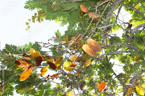 The gold leaf (Bauhinia aureifolia K. & S.S. Larsen) photo