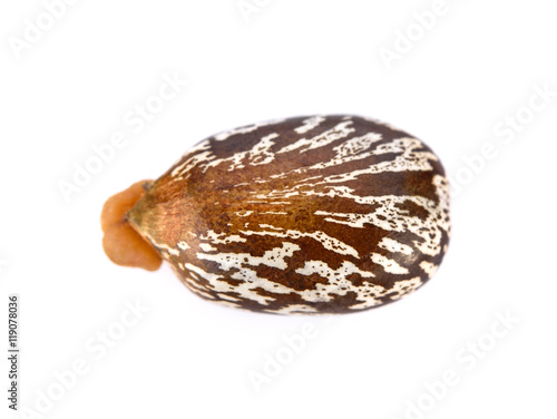 Castor bean on white background , extreme close-up