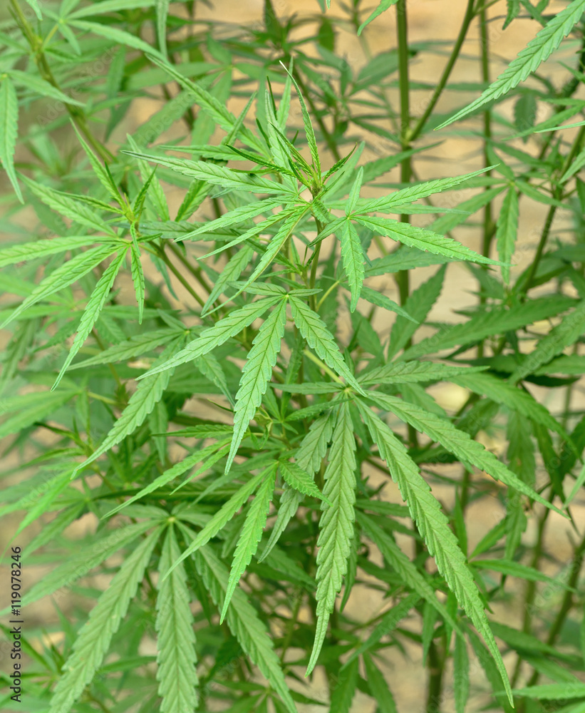 Cannabis plant Cannabis plant