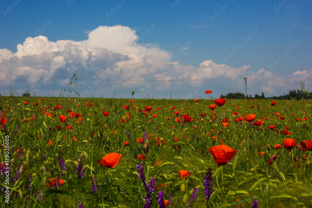 Flower field, Czech republic.