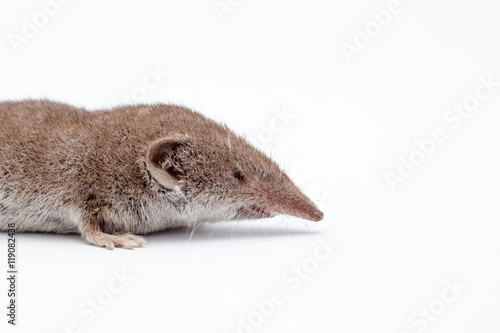 an small shrew