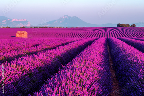 Lavender field at sunset in Provence  France