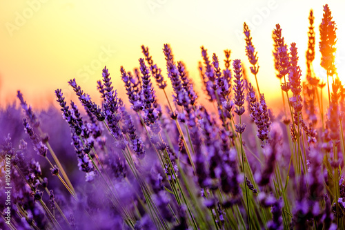 Blooming lavender in a field at sunset in Provence, France