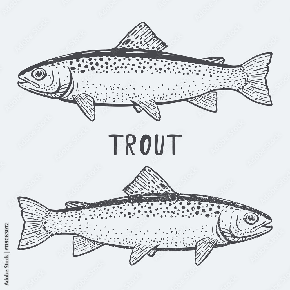 trout fish vector illustrtion trout fish vector illustrtion
