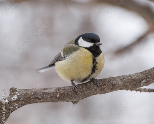 close up of tomtit sitting on branch at winter