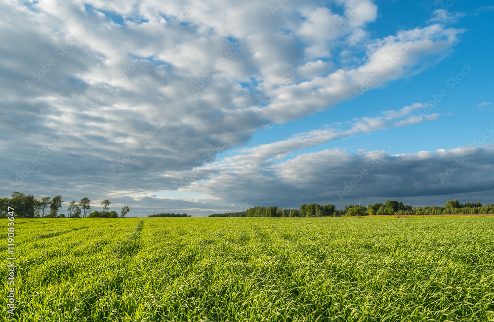 Summer scene in Central Russia