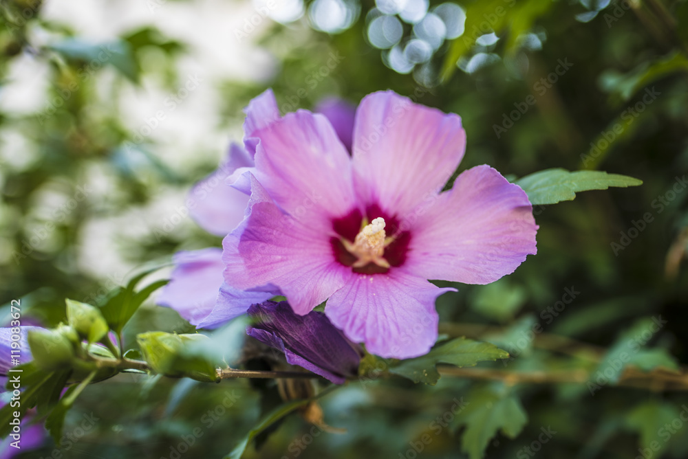 Fiore viola Fiore viola