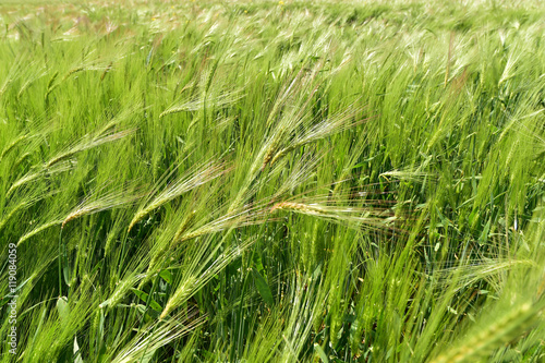 Green wheat field in the summer 