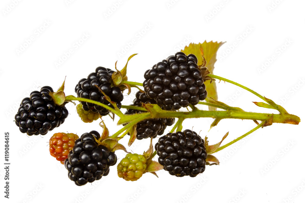 Blackberries isolated on white Blackberries isolated on white