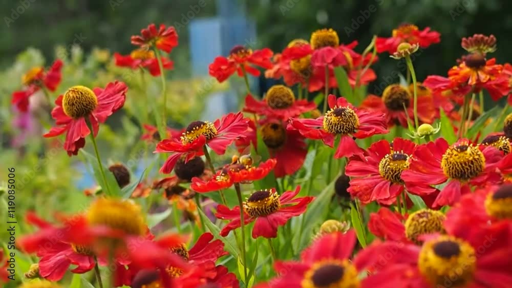 A bee collecting pollen from flower A bee collecting pollen from flower