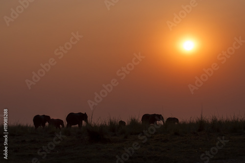 Silhoette of a herd of elepanhts at sunset in the Chobe National Park in Botswana  Concept for travel safari and travel in Africa © Tiago Fernandez