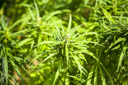 Large bush marijuana