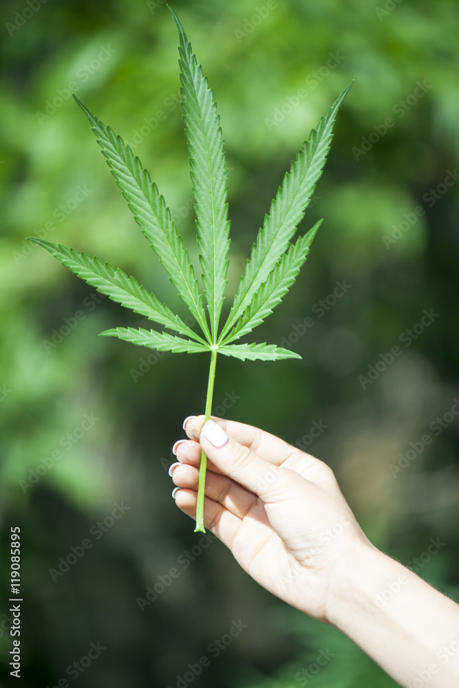 Girl's hand holding a marijuana leaf on a background of blue sky Girl's hand holding a marijuana leaf on a background of blue sky
