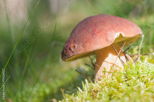 wild mushroom in the grass closeup. Boletus edulis