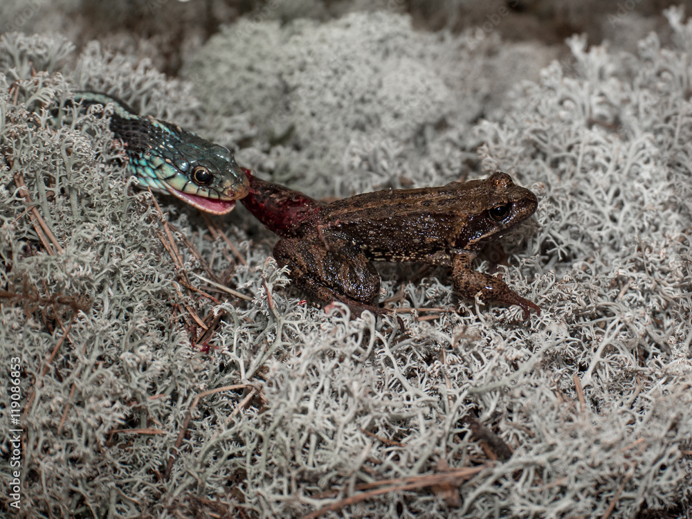 Lonely frog lies on a white moss while her foot in the mouth hungry snake on blurred background Lonely frog lies on a white moss while her foot in the mouth hungry snake on blurred background