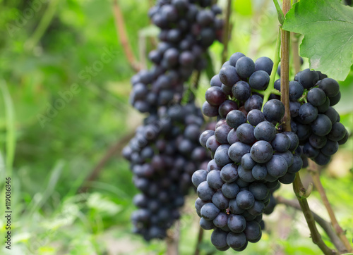 close up of purple grapes