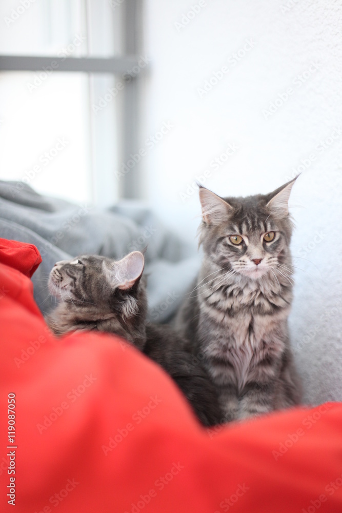 Funny Maine coon blue cats sitting on a red sofa