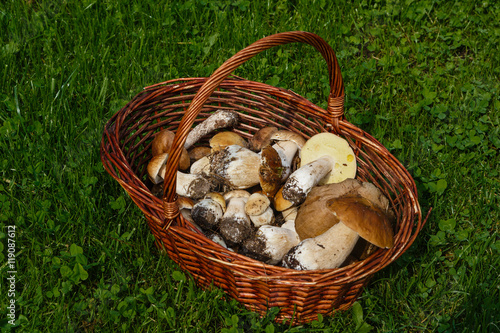 Basket with the gathered mushrooms