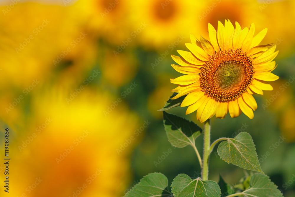 Sunflower field Background on sunset with selective focus Sunflower field Background on sunset with selective focus