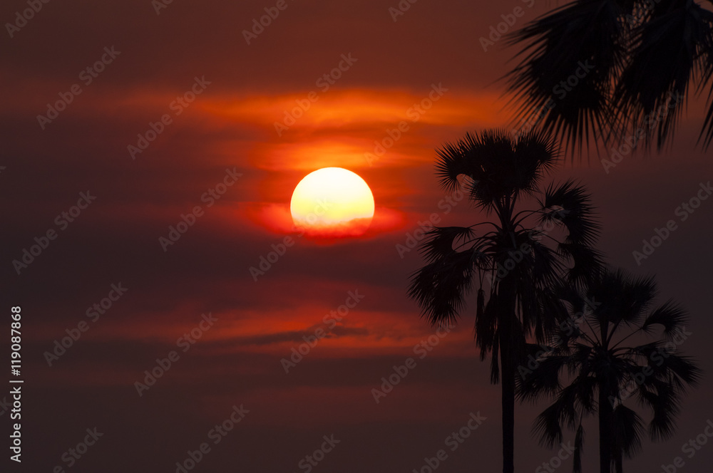 Silhouette of palm trees in the Okavango Delta, in Botswana; Concept for travel safari and travel in Africa