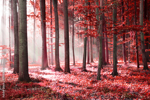 abstrakcyjny-czerwony-las