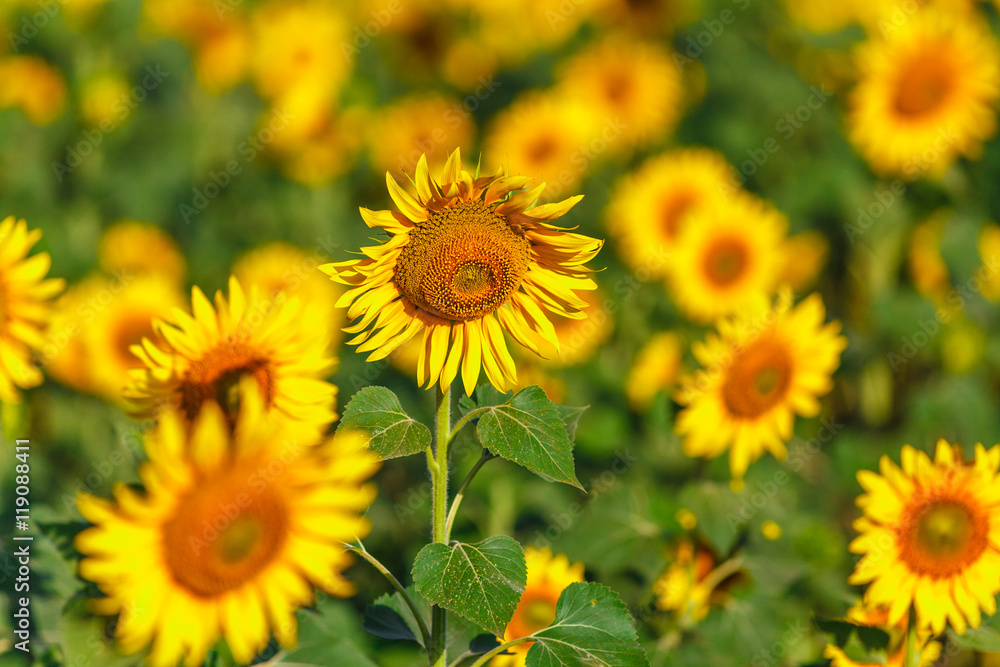 Sunflower field Background on sunset with selective focus Sunflower field Background on sunset with selective focus