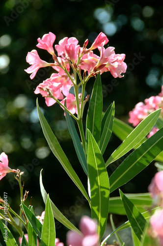 Oleander photo