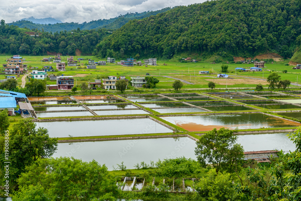 Obraz premium Fish farming in Nepal