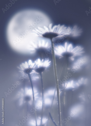 Fototapeta Naklejka Na Ścianę i Meble -  Camomiles against the moon removed by oft focus lens.