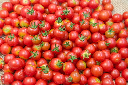 Harvest of cherry tomatoes