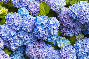 Leinwandbilder Hortensie Blaue Hortensie im Gartenbeet  © Debu55y