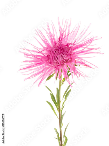 Beautiful flower pink atry