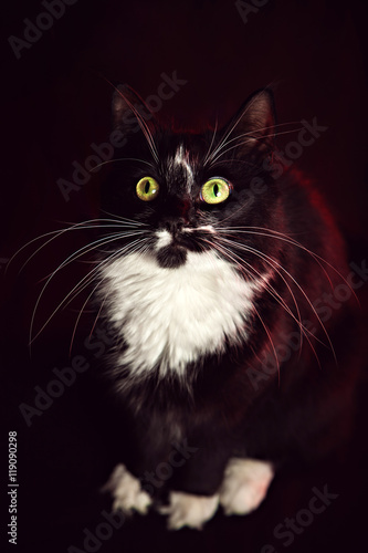 Fototapeta Naklejka Na Ścianę i Meble -  Black and white funny cat sitting