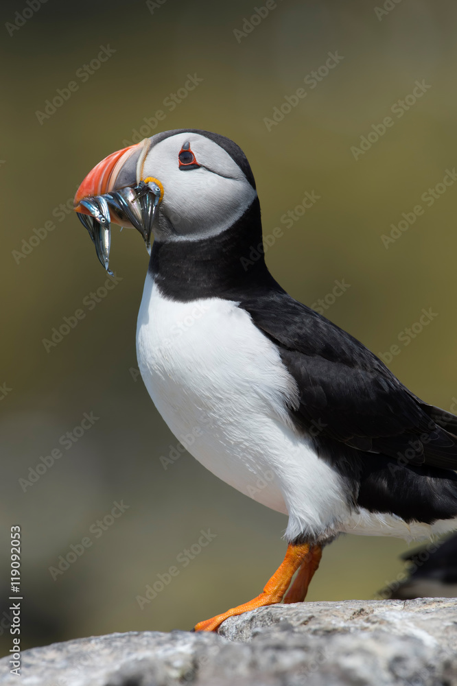 Fototapeta premium Atlantic Puffin (Alca Arctica)/Puffin with beak full of Sand Eels