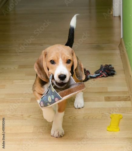 Canvas Print Beagle dog carries slippers