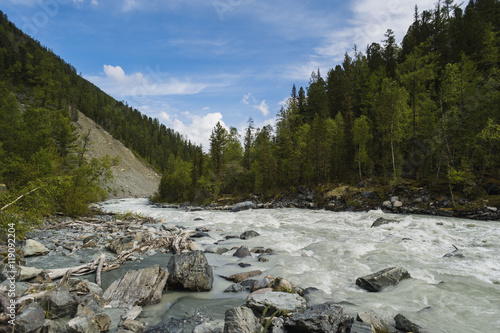 Rough mountain river in valley among rocky shores and larch trees on a background of mountains under the blue sky and white clouds. Katun and Beluha, Altai Mountains, Siberia, Russia.