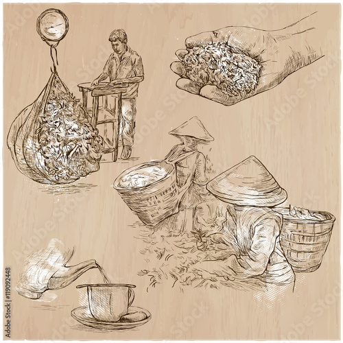 Tea Processing. Agriculture. An hand drawn vector illustration.