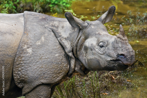 Gray rhinoceros close up.
