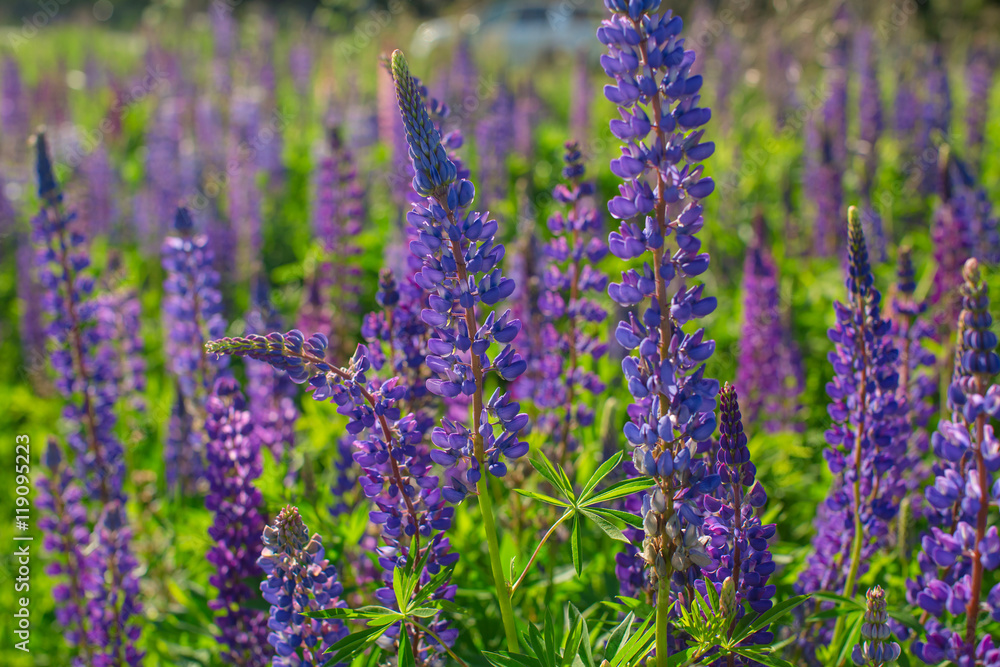 Fototapeta premium Fresh lupine close up blooming in spring. High lush purple lupin