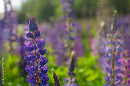 Fresh lupine close up blooming in spring. High lush purple lupin