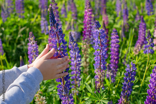 Lupine field with blue flowers