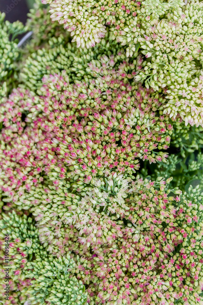 Obraz premium flower market, bright vivid colorful fresh flowers
