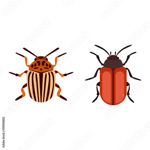 Beetle bug insect isolated on white