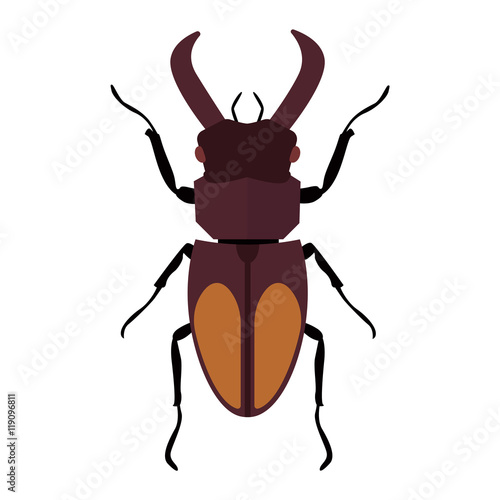 Beetle bug insect isolated on white