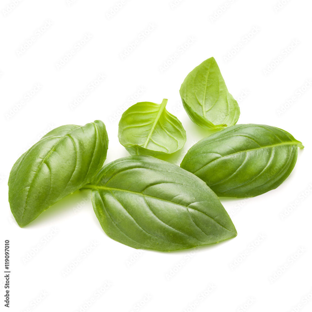 Fototapeta premium Sweet basil herb leaves handful isolated on white background clo