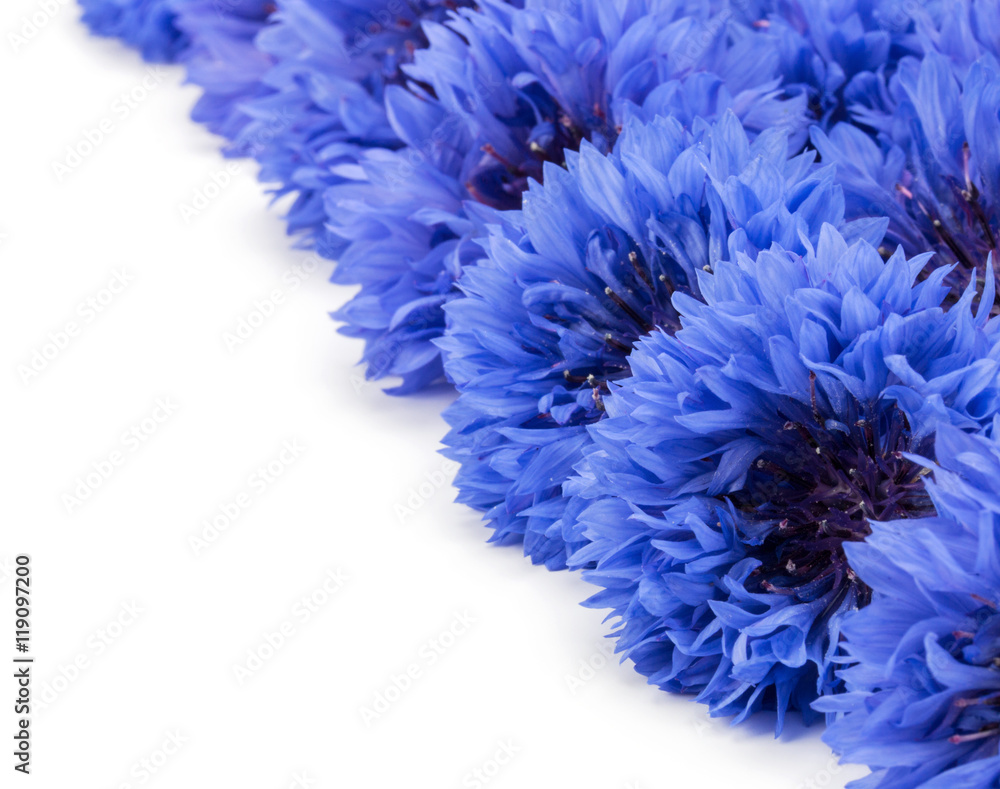 Blue Cornflower Herb or bachelor button flower heads border isol