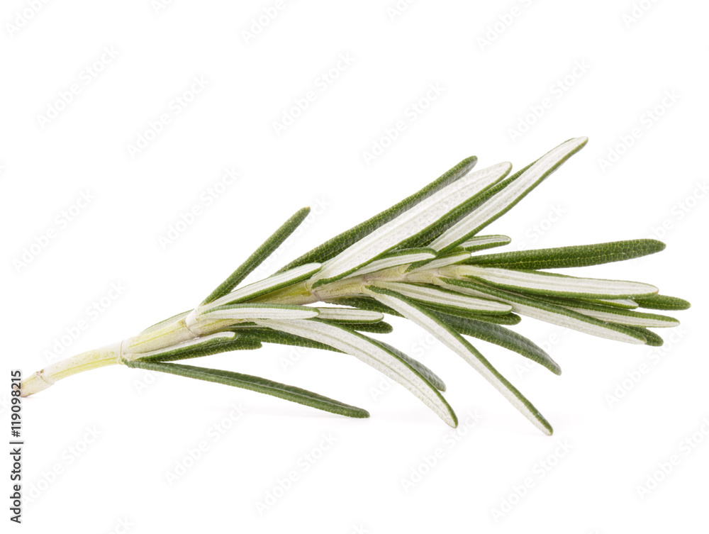 rosemary herb spice leaves isolated on white background cutout