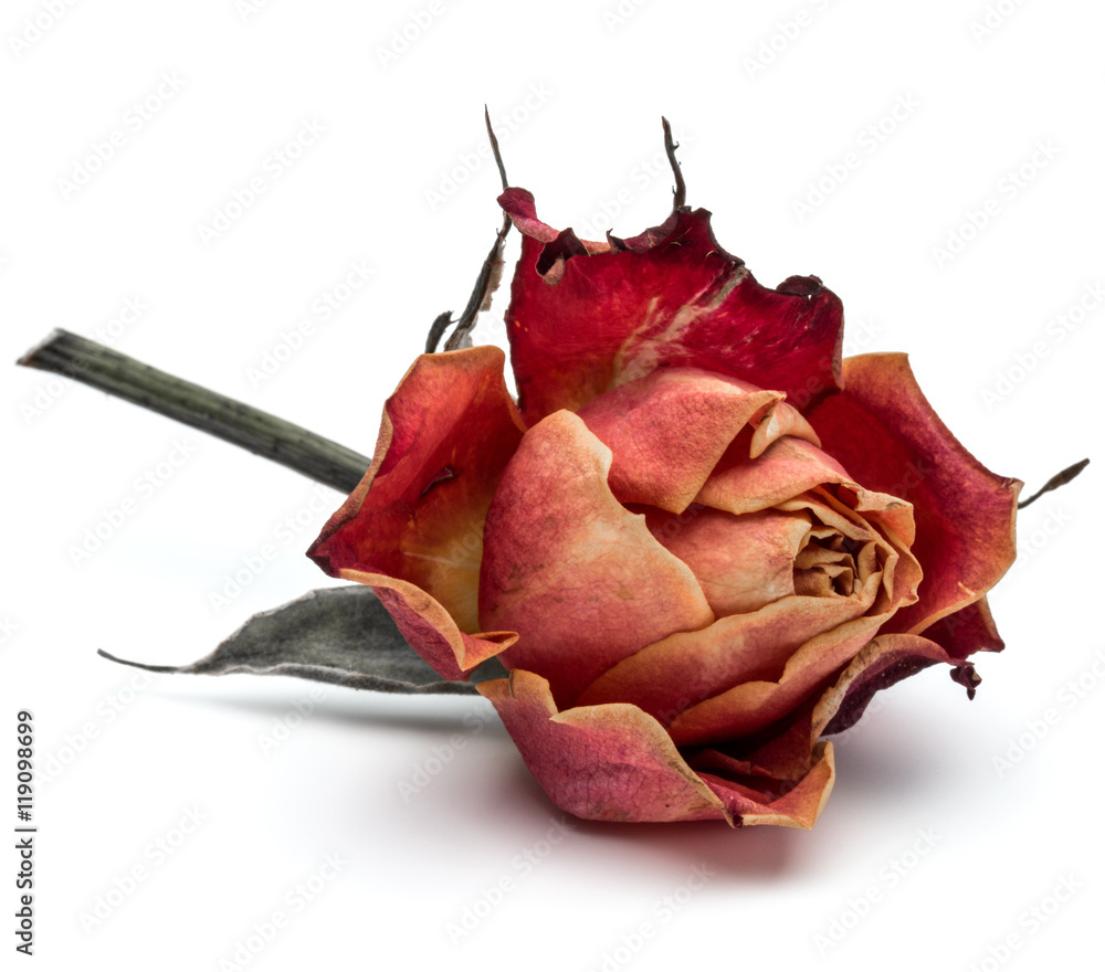 Fototapeta premium dried rose flower head isolated on white background cutout