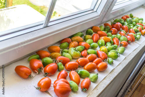 Tomaten reifen nach auf Fensterbank 