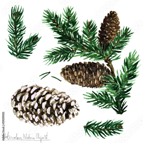 Watercolor Nature Clipart - Pine photo